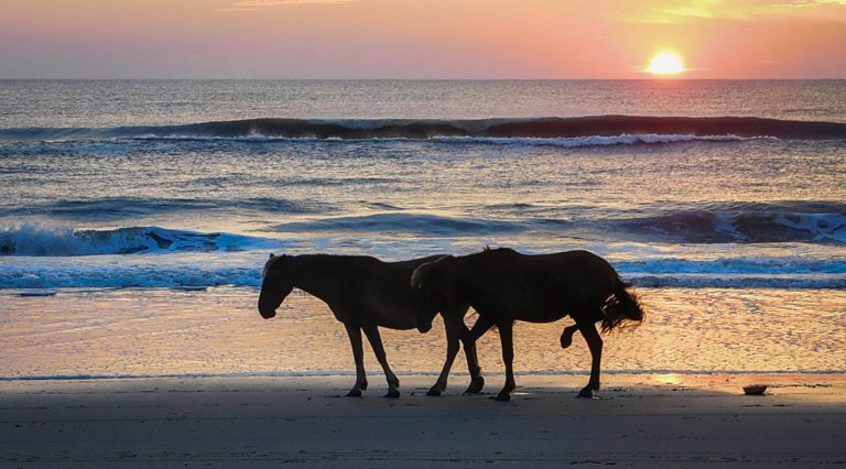 Wild Horse Adventure Tours & Art Gallery - The Northern Outer Banks