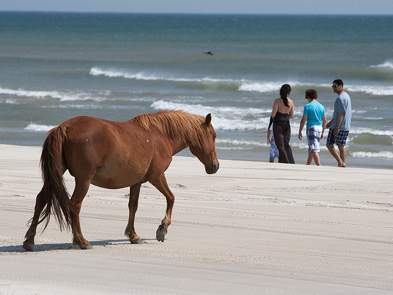 Corolla Wild Horses Currituck Outer Banks