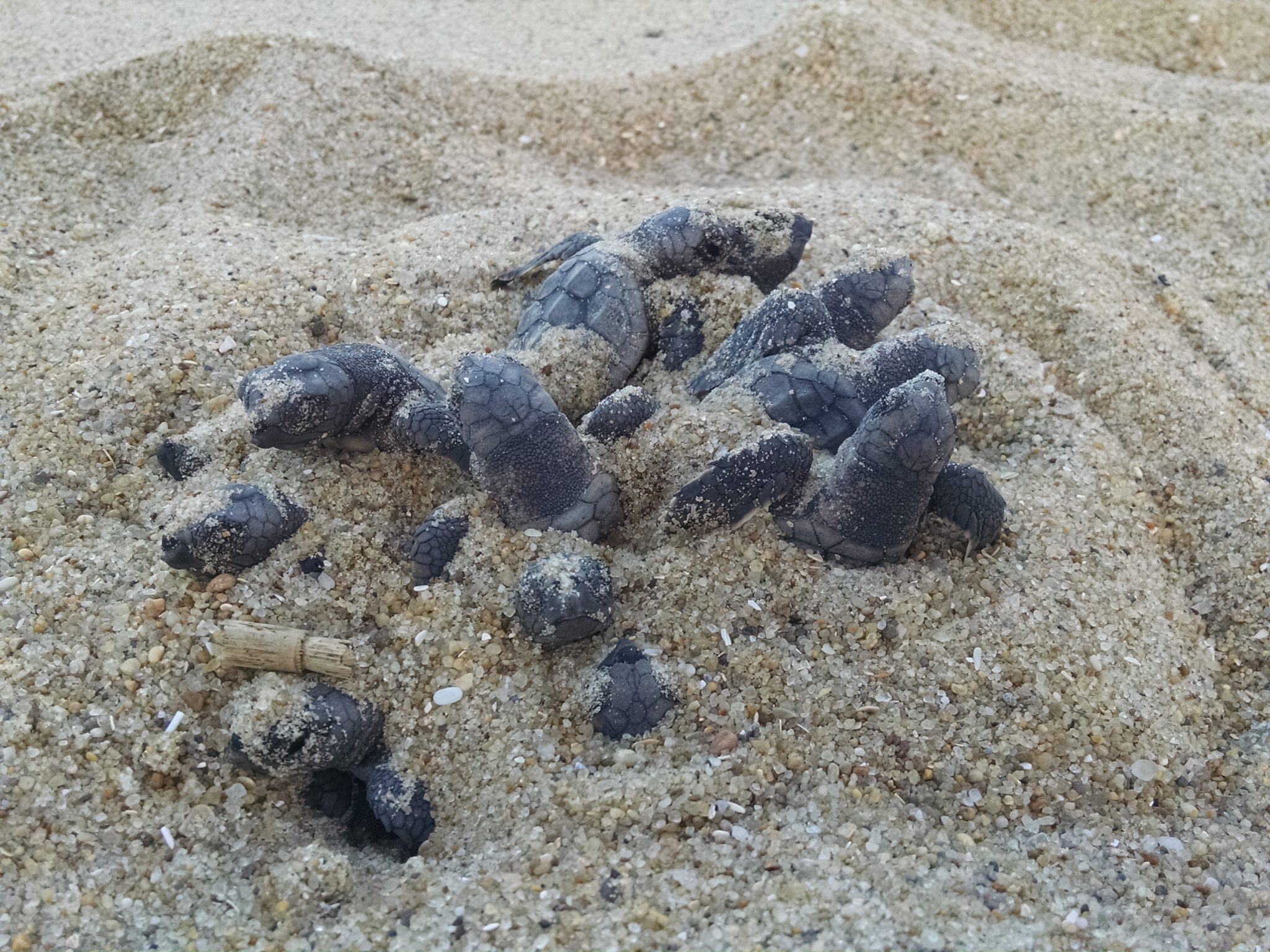 It's Sea Turtle Nesting Season on the Outer Banks | Currituck Outer ...