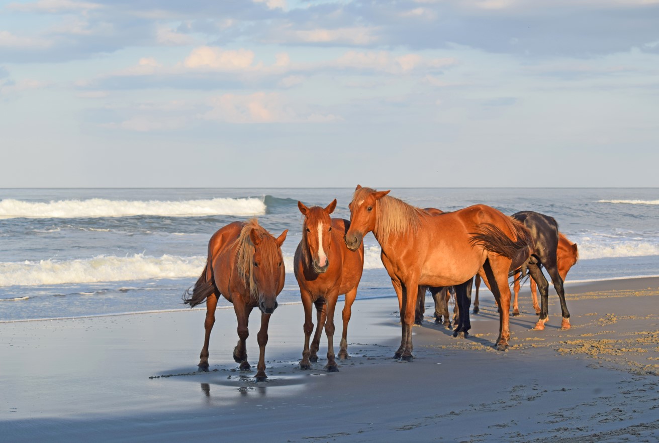 Currituck Outer Banks Blog | Tips for a Corolla Wild Horse Adventure