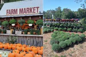 Moyock Farm Market