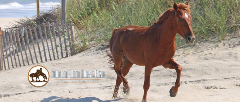 Outer Banks Wild Horses | Corolla Wild Horse Tours | Currituck NC