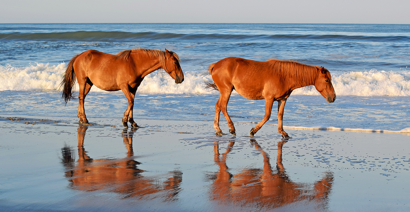 best outer banks horse tours
