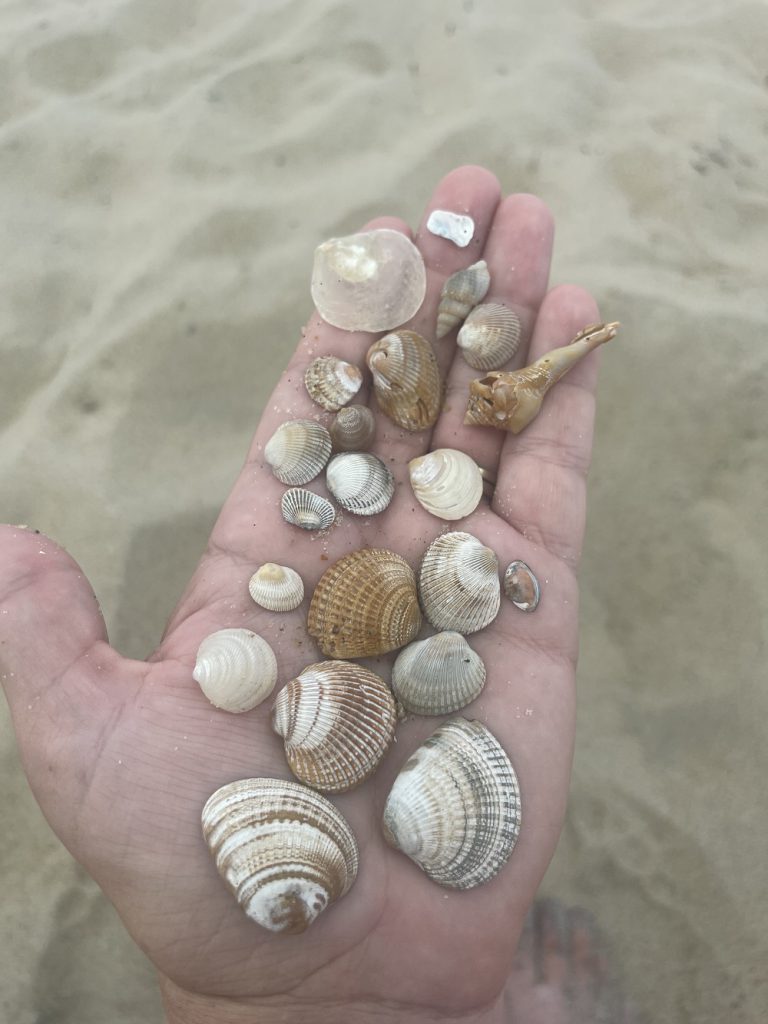 Treasures Abound on Corolla's Beaches | Currituck Outer Banks Blog