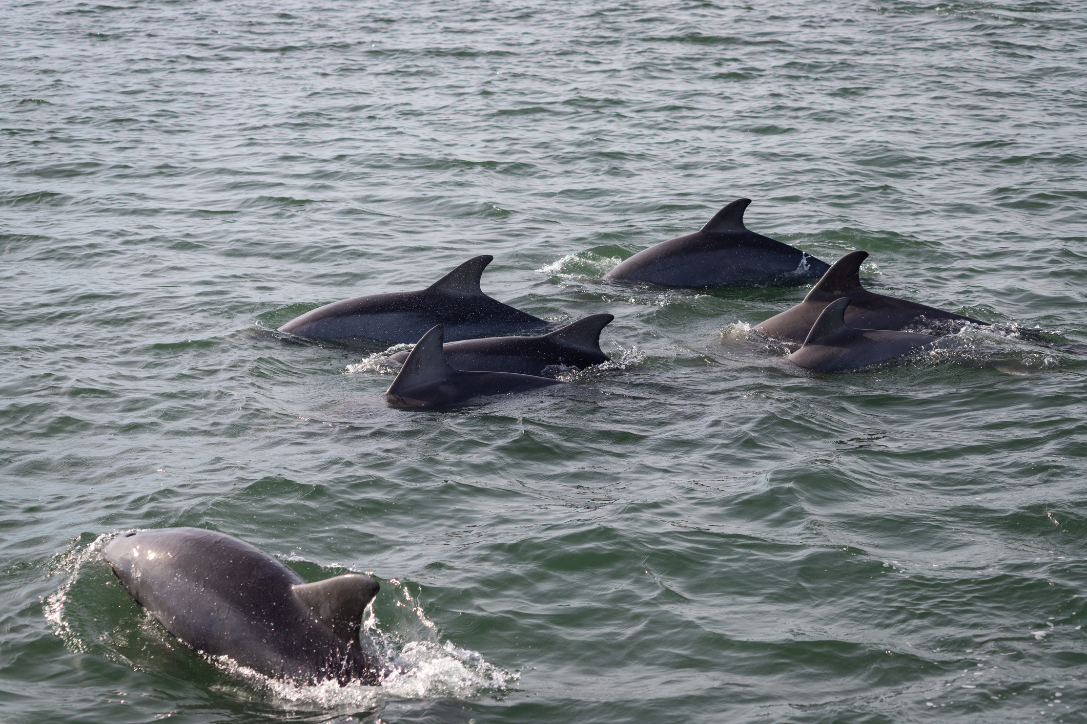 Corolla in the Wild | Outer Banks Wildlife | The Northern Outer Banks Blog