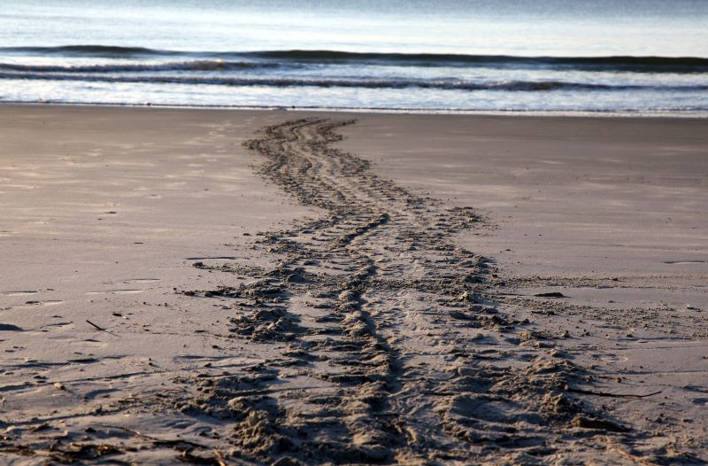 It's Sea Turtle Nesting Season On The Outer Banks 